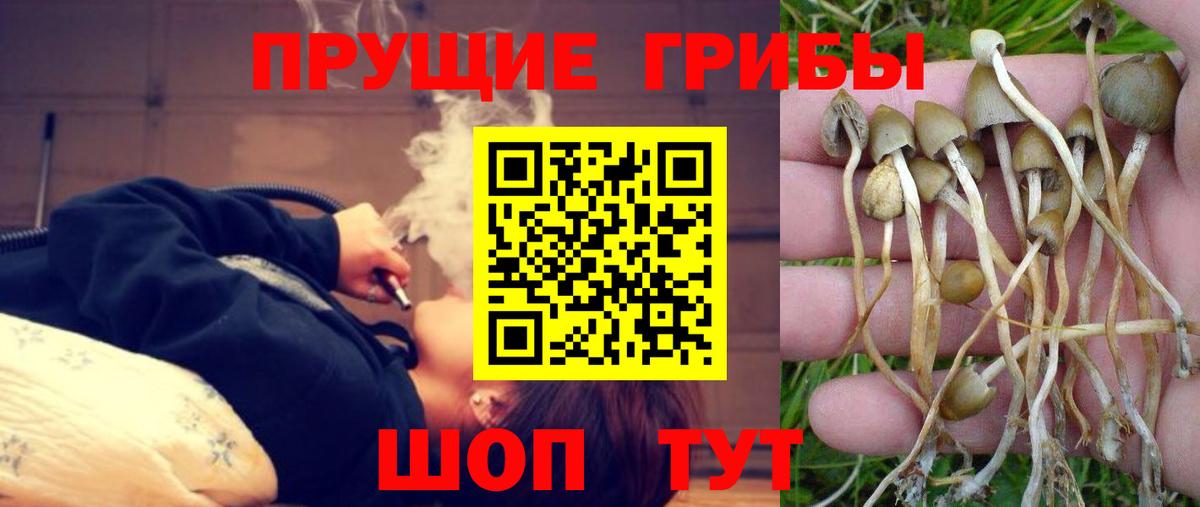 Галлюциногенные грибы Cubensis  Вход с VPN  Псилоцибиновые грибы GOLDEN TEACHER  Морозовск 